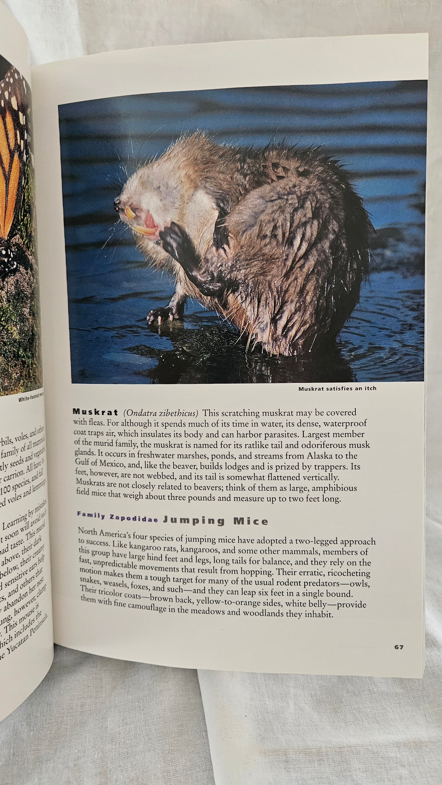 Wild Animals of North America - National Geographic Society