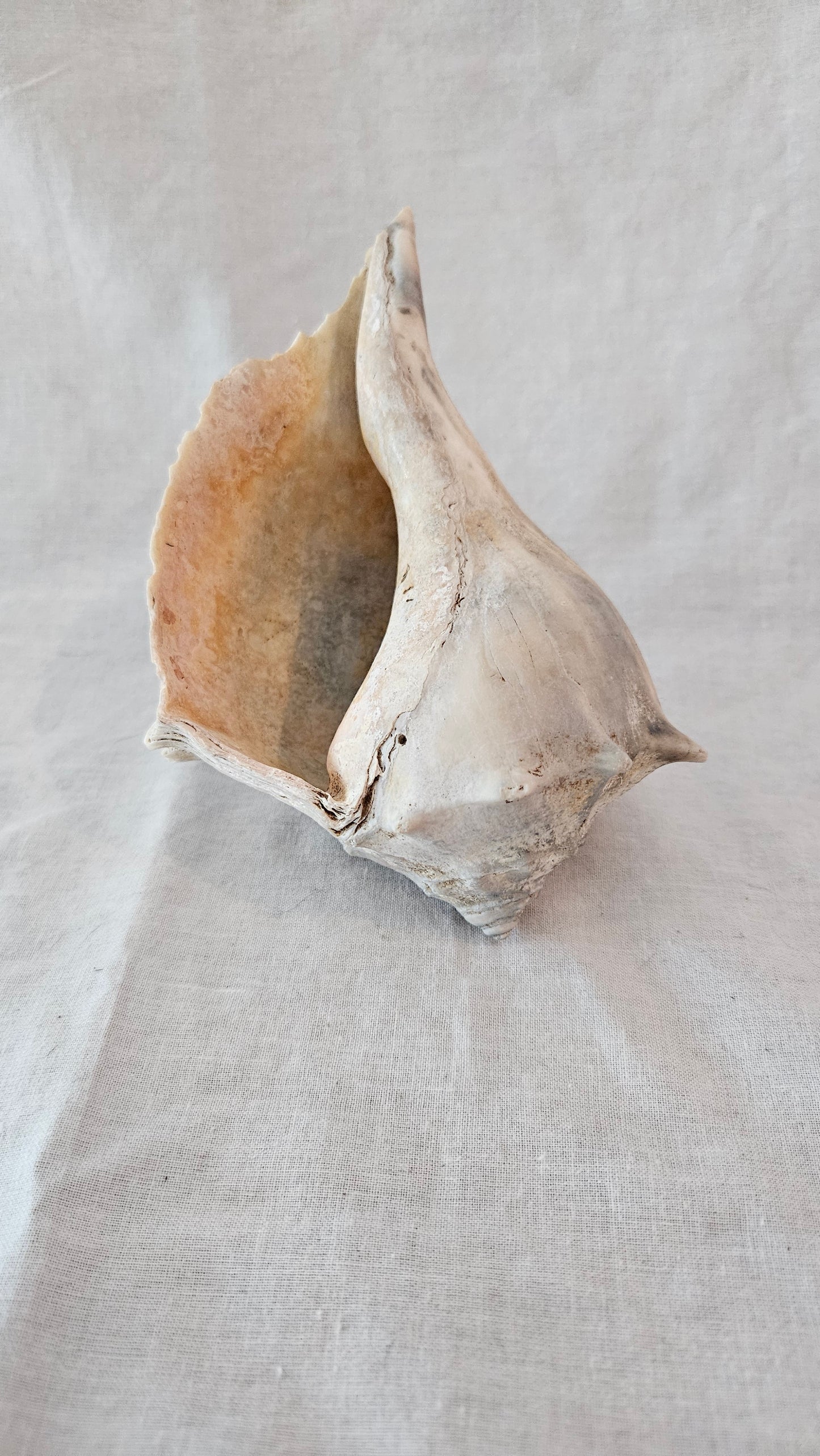 Conch Shell