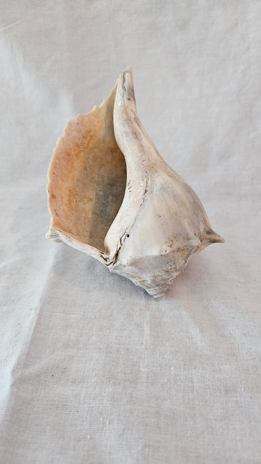 Conch Shell