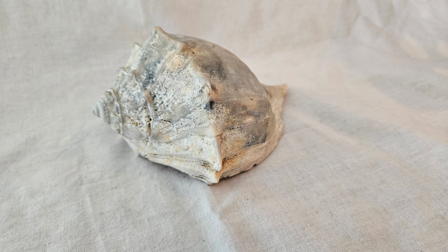 Conch Shell