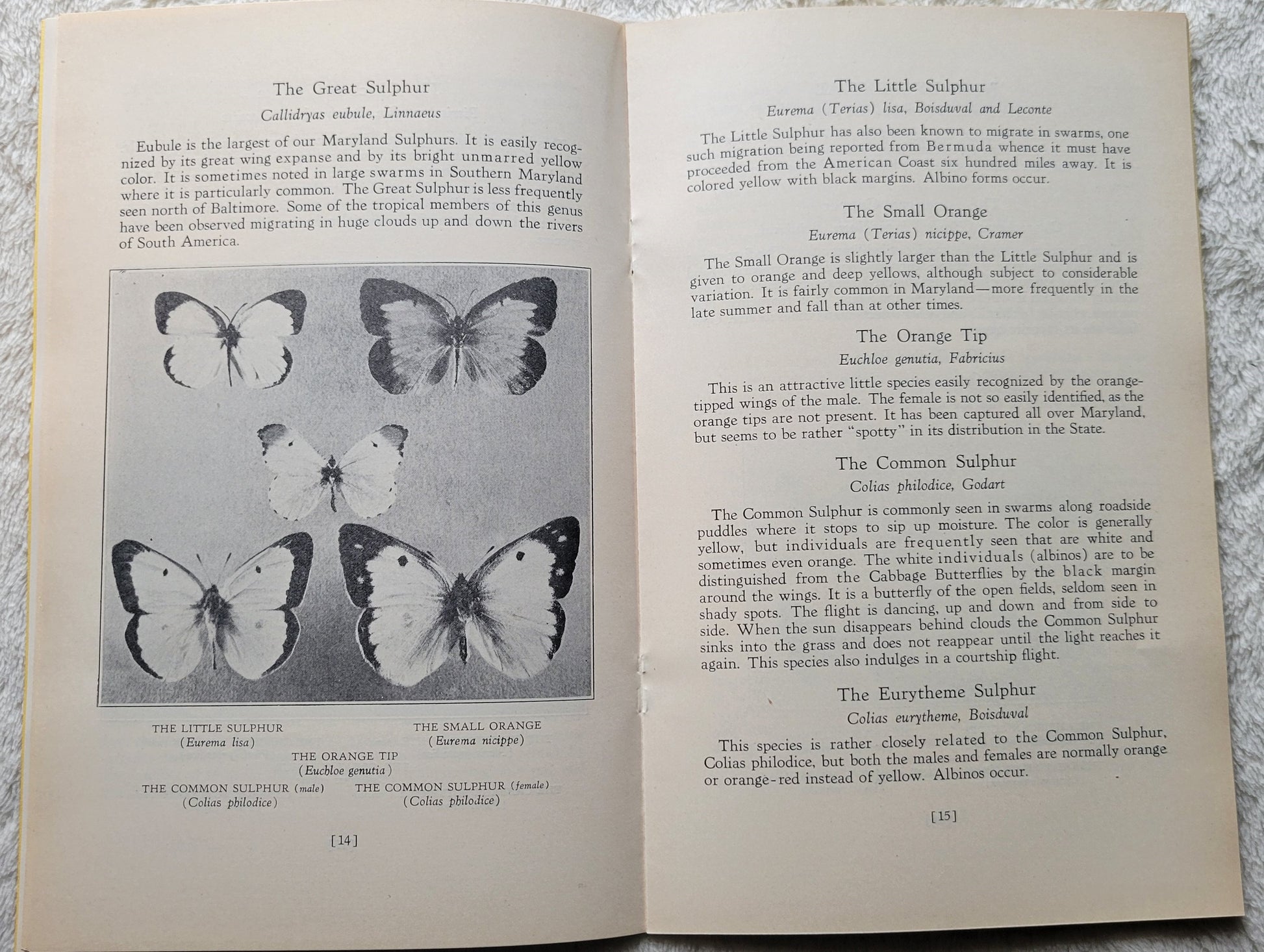 Set of three vintage pamphlets are from the 1930s, published by the Natural History Society of Maryland.  View of pages.