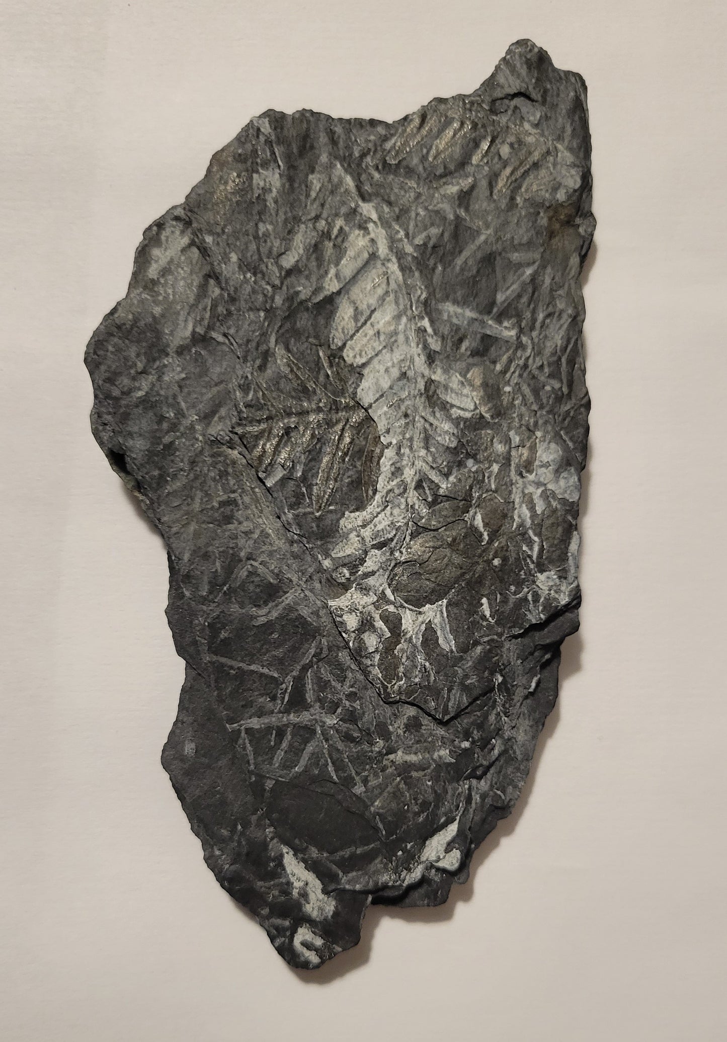 Genuine plant fossil embedded in slate, front view.