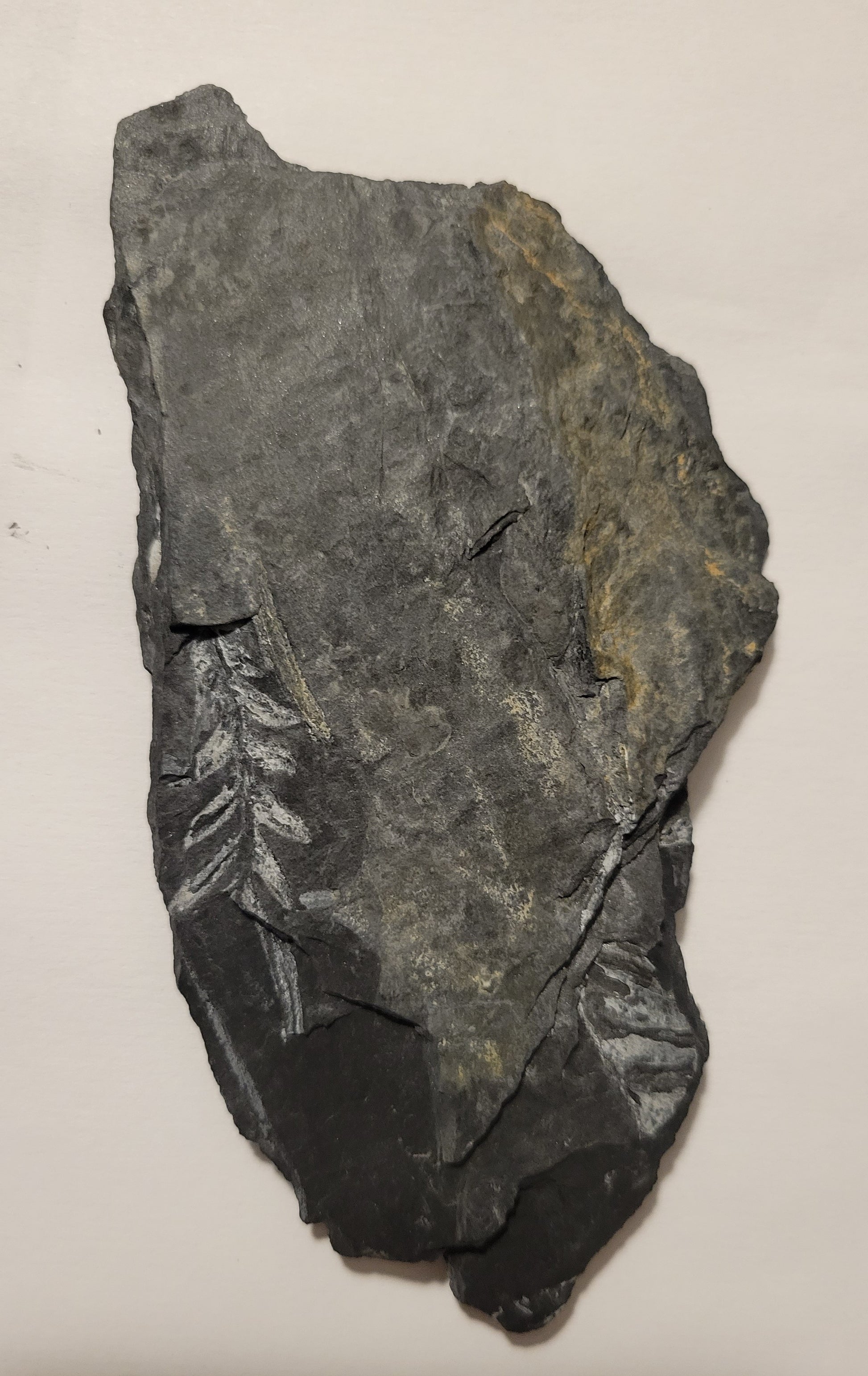 Genuine plant fossil embedded in slate, back view.