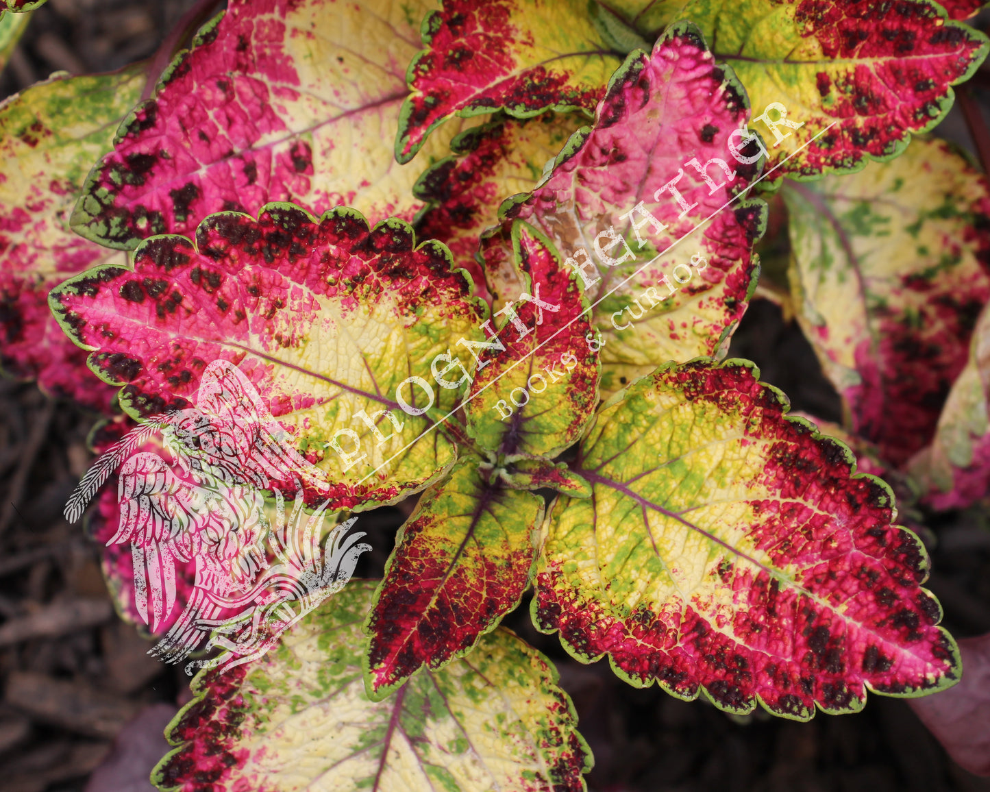 Nature photography of a beautiful and enchanting coleus plant, with bright green, yellow, and pink.