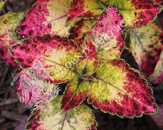 Nature photography of a beautiful and enchanting coleus plant, with bright green, yellow, and pink.